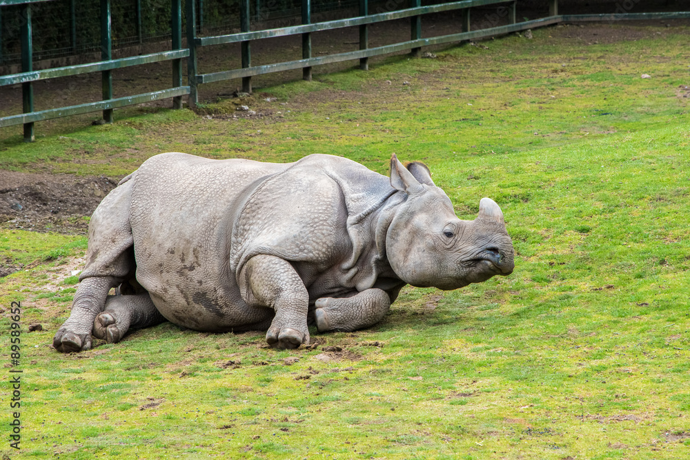 Fototapeta premium Greater One-horned Rhino