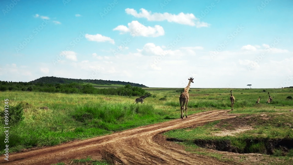 Wild Giraffes walking in savanna. Safari. Africa. Kenya. Masai Mara. Travel tourism adventure in wild nature.