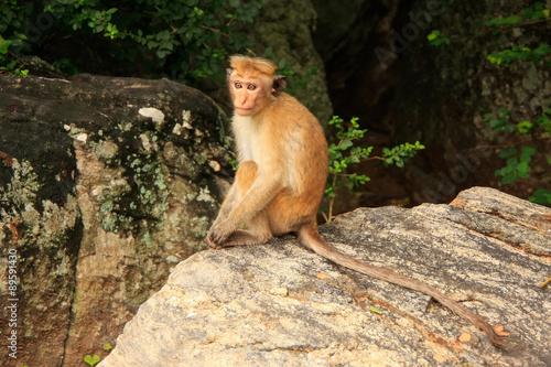 Toque macaque sitting on a rock at Cave Temple in Dambulla, Sri