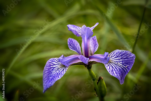 Fototapeta Naklejka Na Ścianę i Meble -  A close up image of a Wild Iris (iris germanica) , in Voyageurs National Park, Minnesota, USA.
