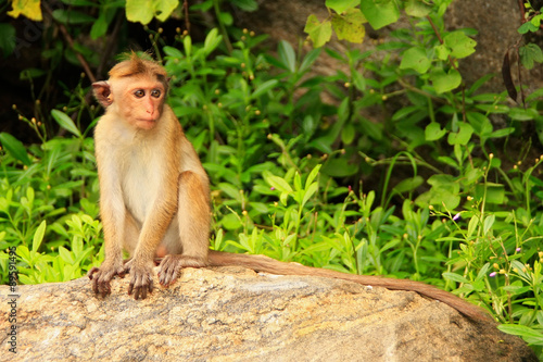 Toque macaque sitting on a rock at Cave Temple in Dambulla  Sri