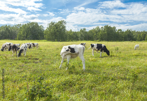 Fototapeta Naklejka Na Ścianę i Meble -  Calfs on a pasture in a sunny day on Kamchatka