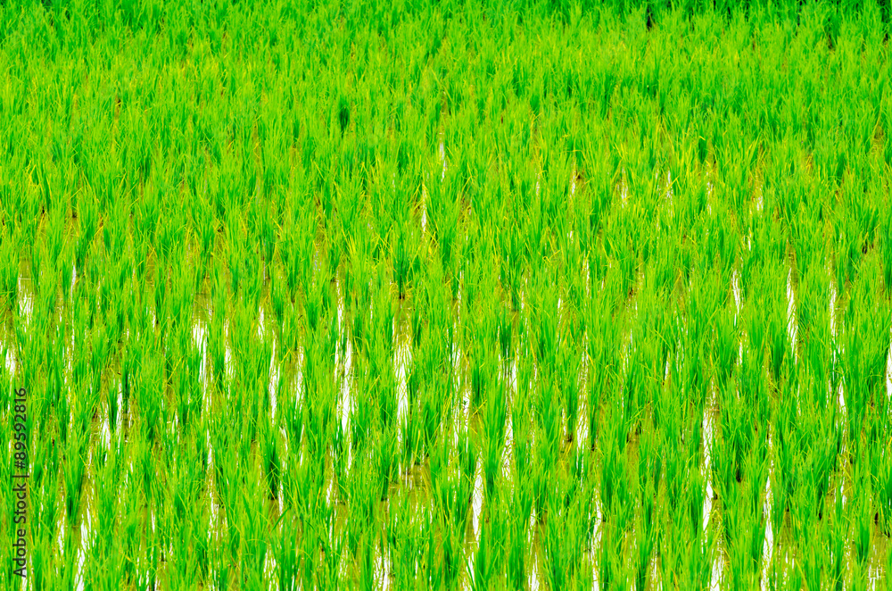 Fototapeta premium Young rice sprout