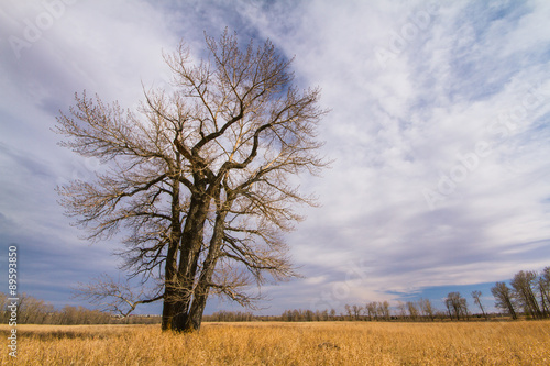 Landscape of a bare tree in Autumn in Fish Creek Provincial Park.