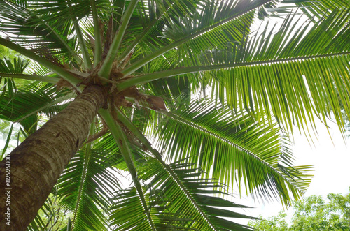 Looking up to the coconut tree