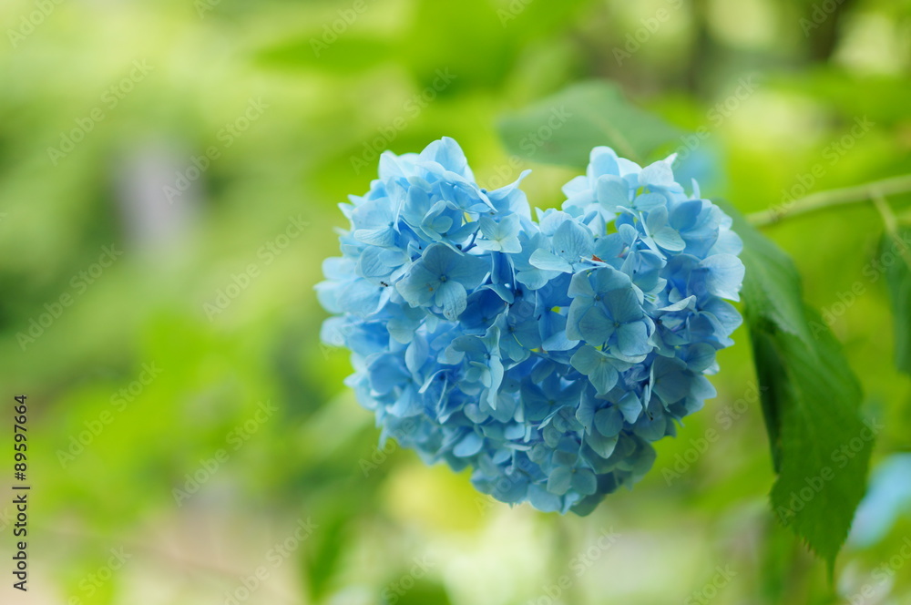 ハート紫陽花