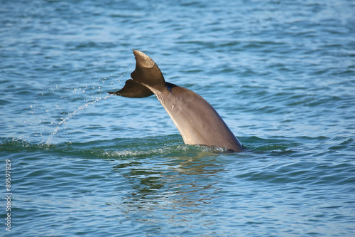 Valokuvatapetti Tail of diving Common bottlenose dolphin