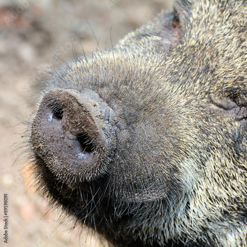 Portrait von einem Hängebauchschwein