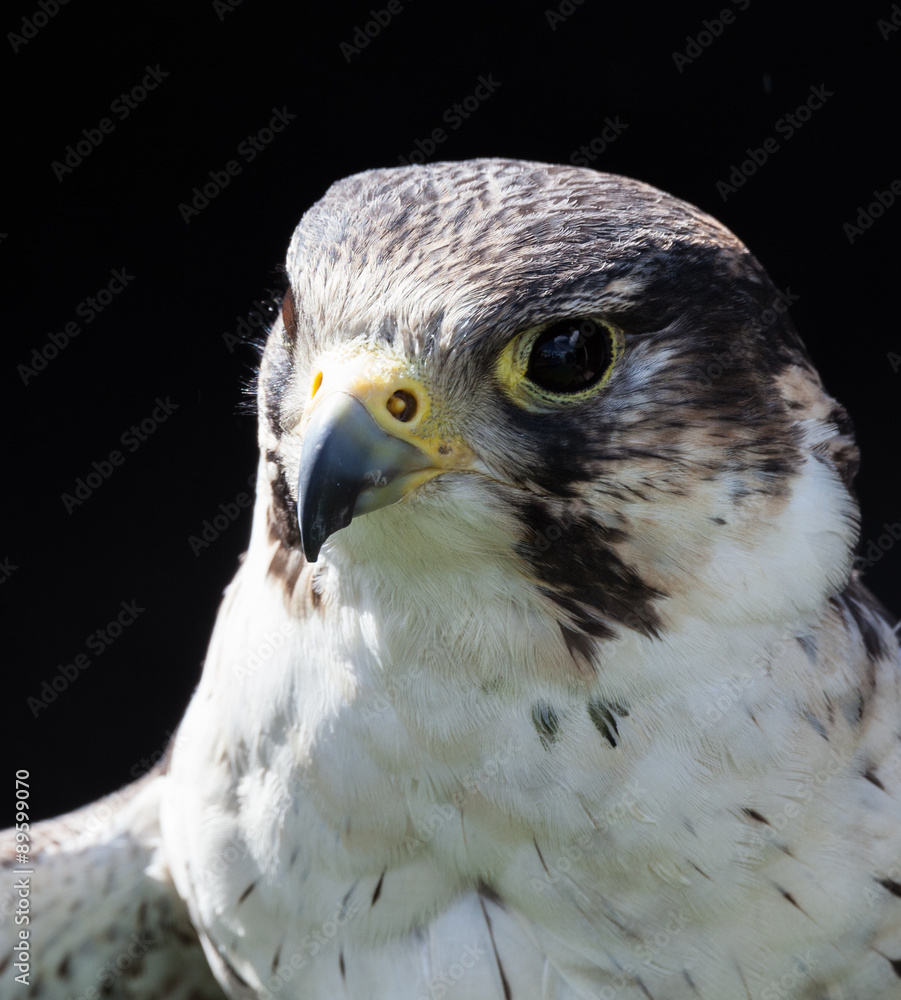 Obraz premium perigrine falcon
