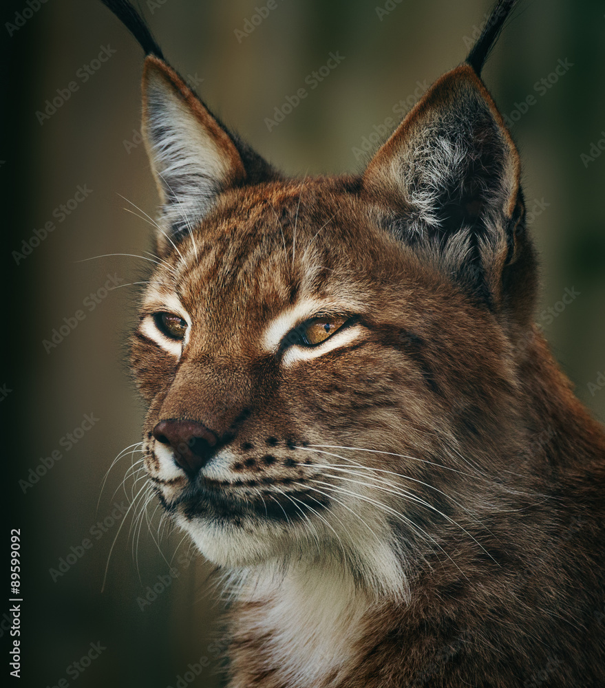 Obraz premium Siberian lynx