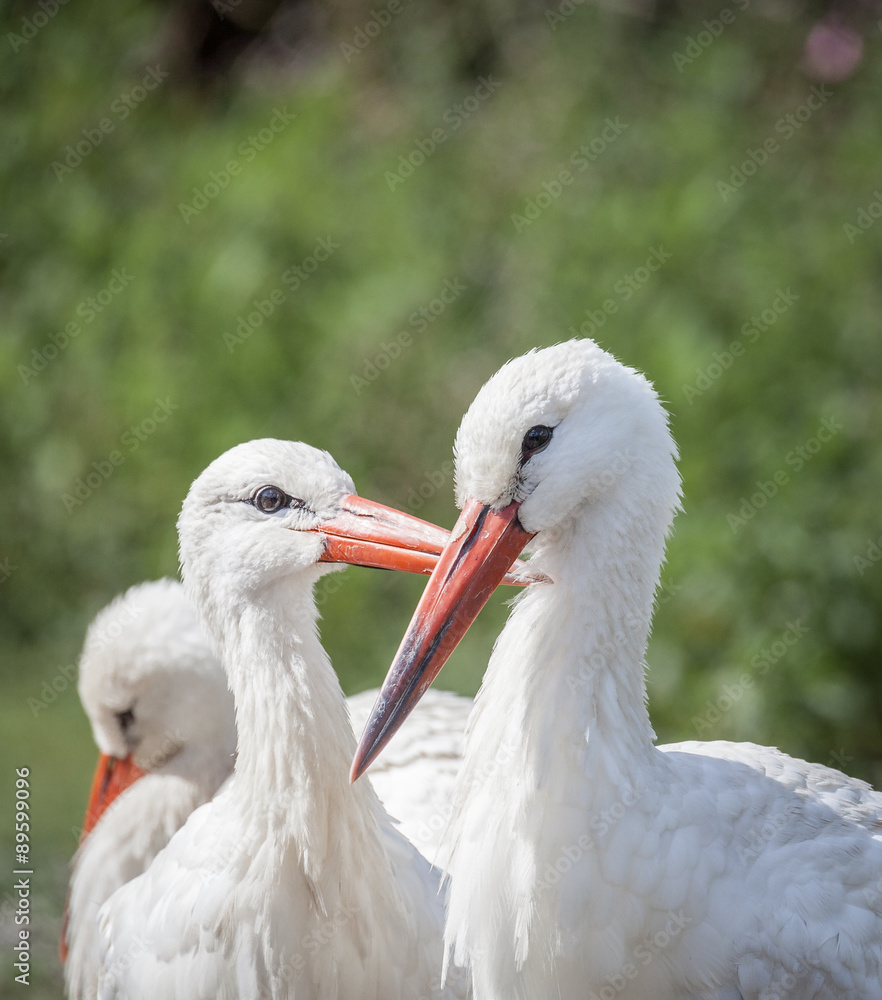 Fototapeta premium white stork