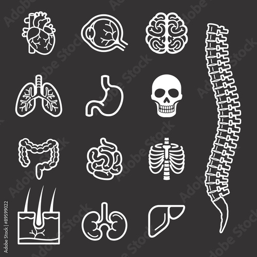 Human internal organs detailed icons set. 
