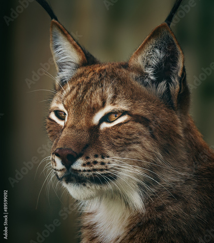 Siberian lynx