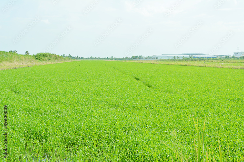 Baby rice tree in rice field.