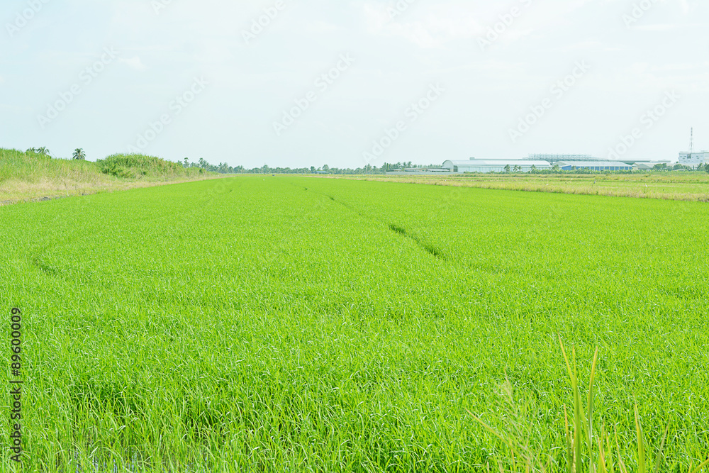 Fototapeta premium Baby rice tree in rice field.