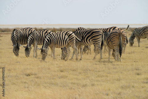 Zebras  Etosha National Park  Namibia