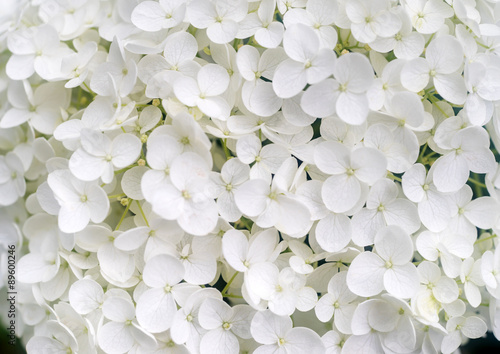 White hydrangea paniculata blossoms © maxoidos