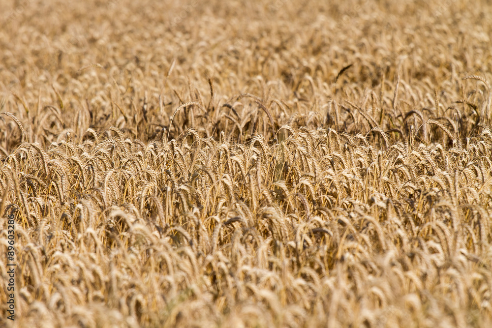 Roggen (Secale cereale) auf Feld, Roggenfeld Roggen (Secale cereale) auf Feld, Roggenfeld
