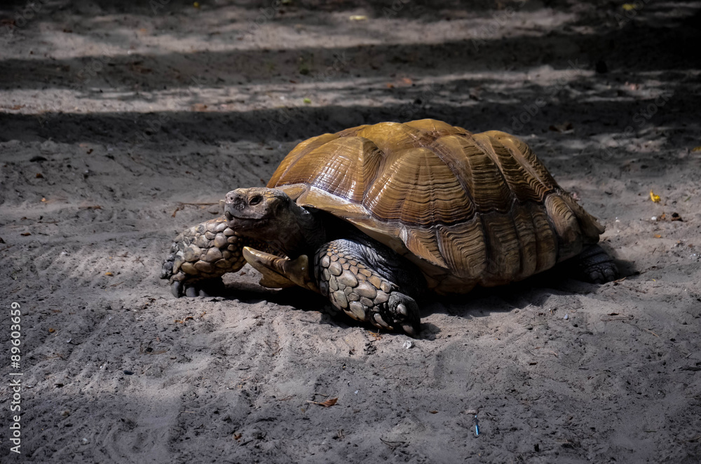 Obraz premium Черепаха