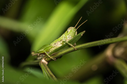 The little grasshopper.