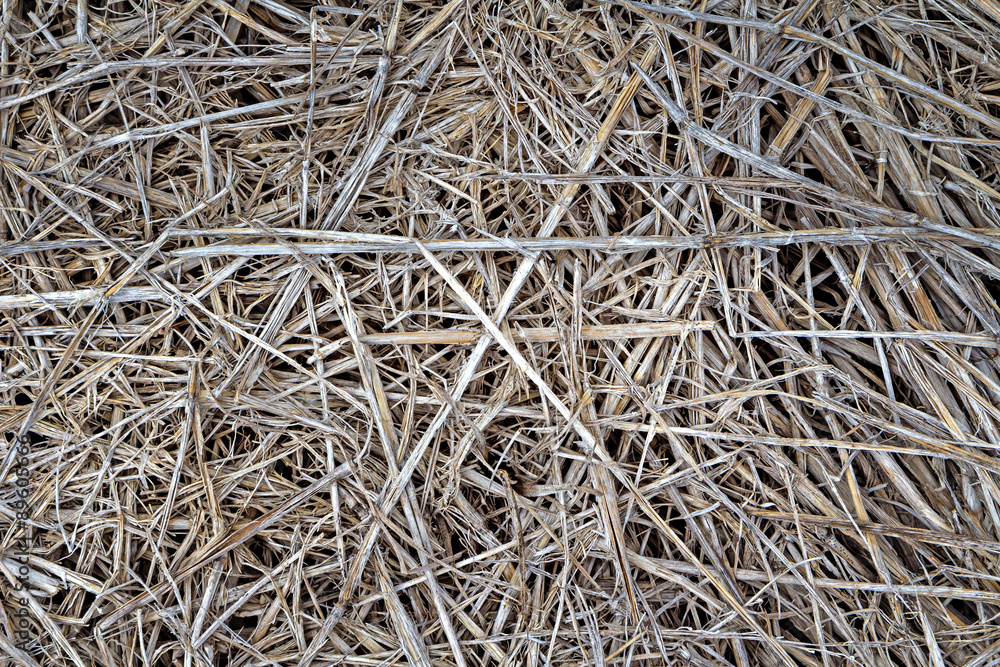 Old dry rice straw texture for background Old dry rice straw texture for background