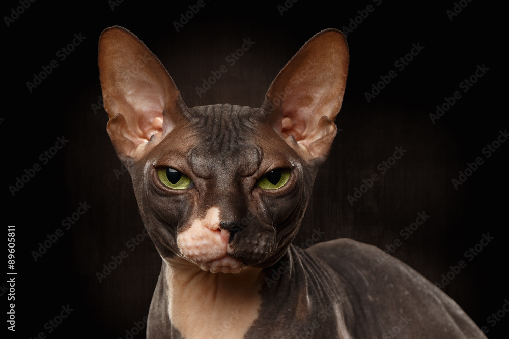Closeup Portrait of Grumpy Sphynx Cat Front view on Black Closeup Portrait of Grumpy Sphynx Cat Front view on Black