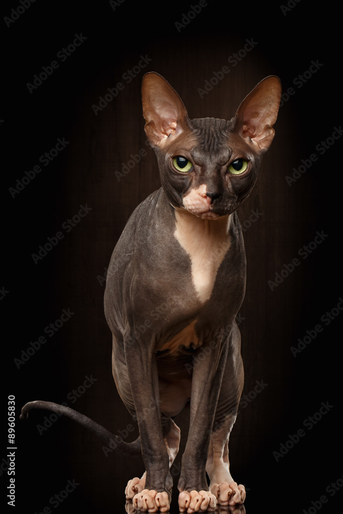 Closeup Portrait of Grumpy Sphynx Cat Front view on Black