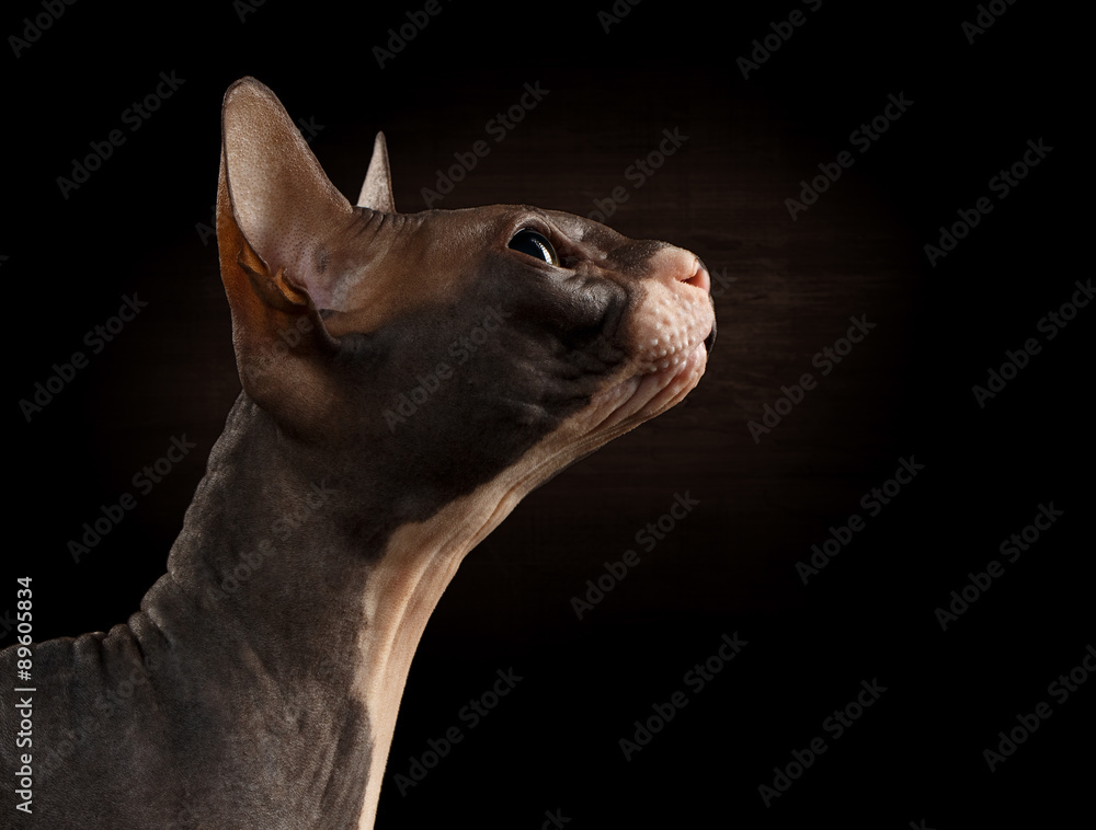 Closeup Sphynx Cat in Profile view on Black