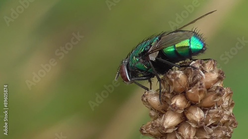 Grüne Schmeisfliege, Calliphoridae, photo