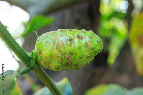  Great morinda, Tahitian noni, Indian mulberry, Beach mulberry. photo