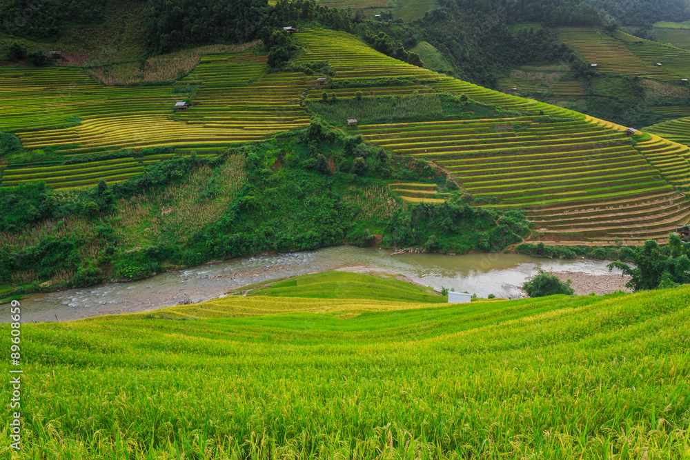 Rice terraces Valley Vietnam