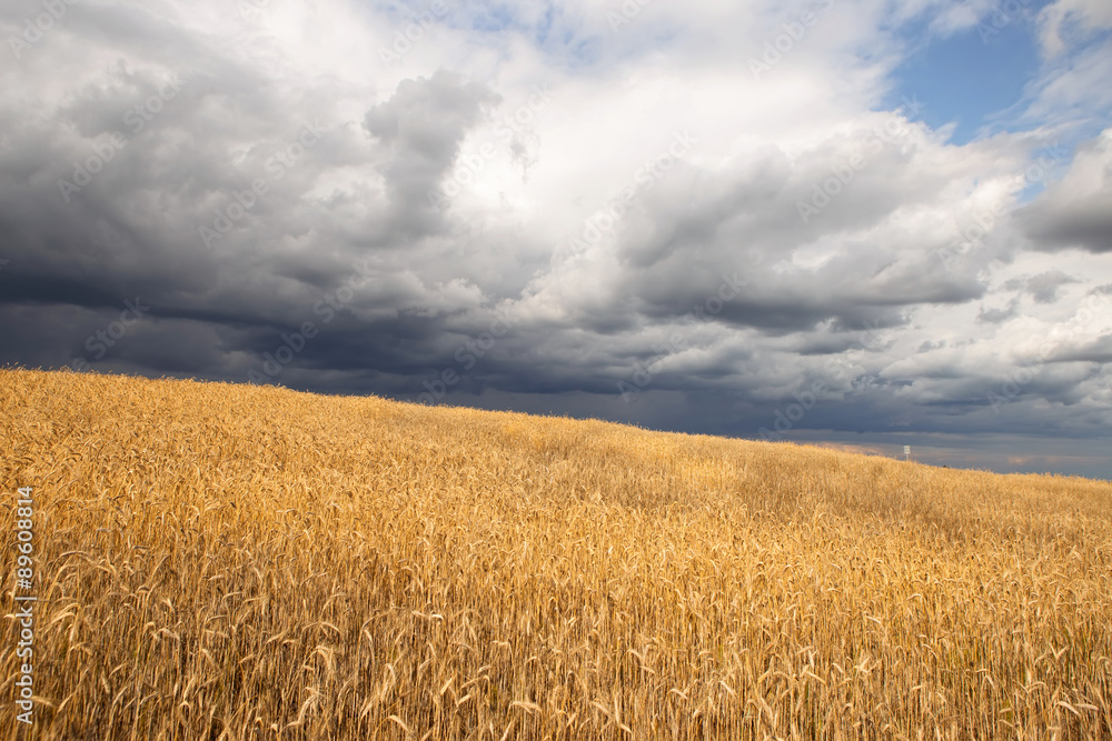 Naklejka premium storm clouds over the field 4