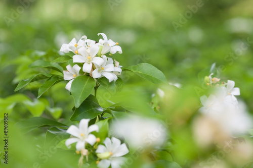 Fototapeta Naklejka Na Ścianę i Meble -  Jasmine Flower