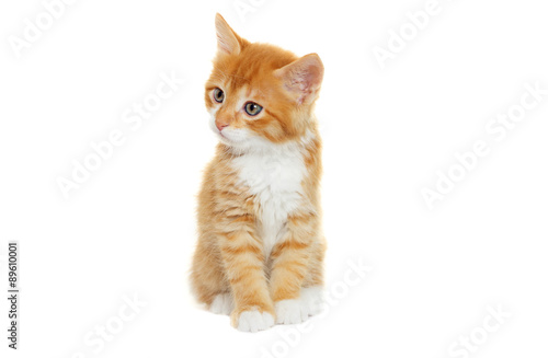 Fotografie, Obraz kitten looking