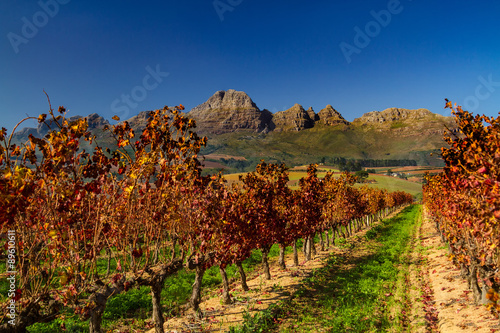 Stellenbosh Vineyards in Autumn
