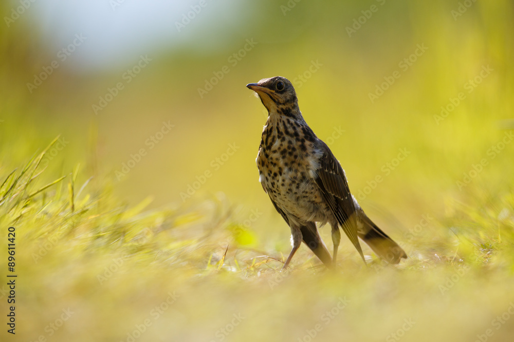 Mistle thrush Mistle thrush
