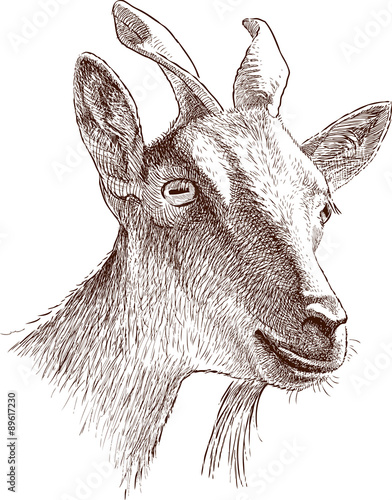 mountain goat head