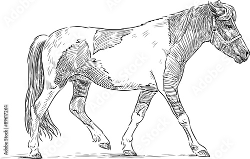 spotted pony