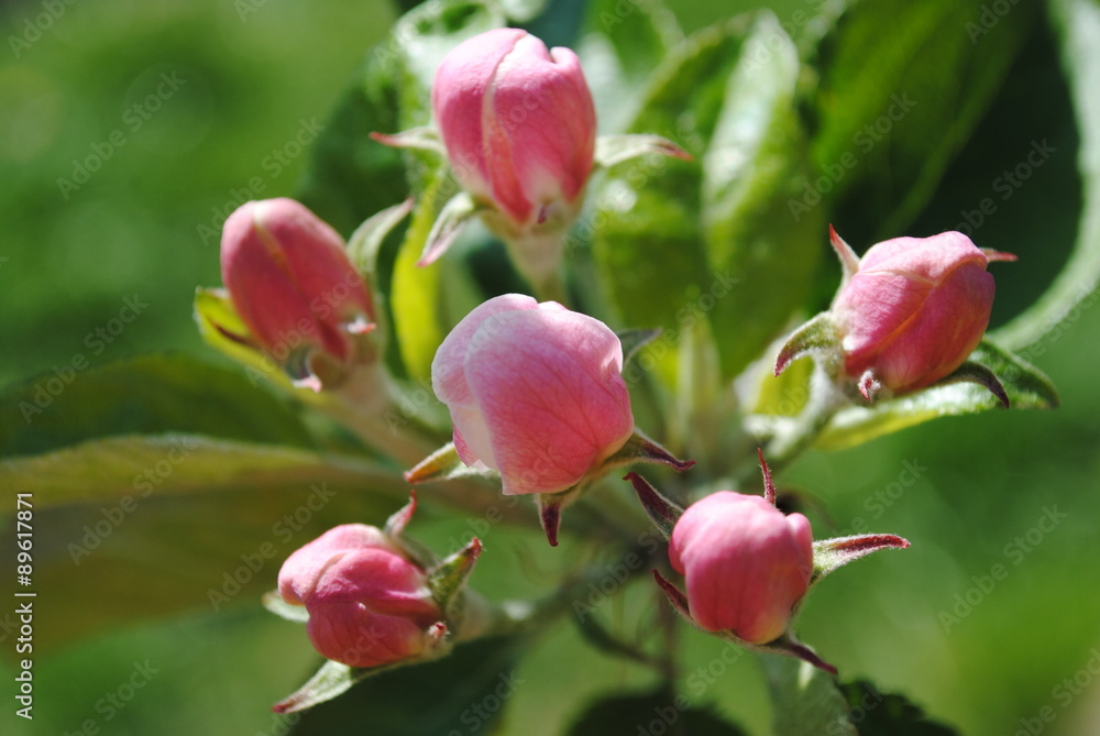 apple buds apple buds