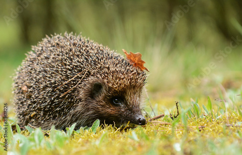 Young hedgehog in the forest photo