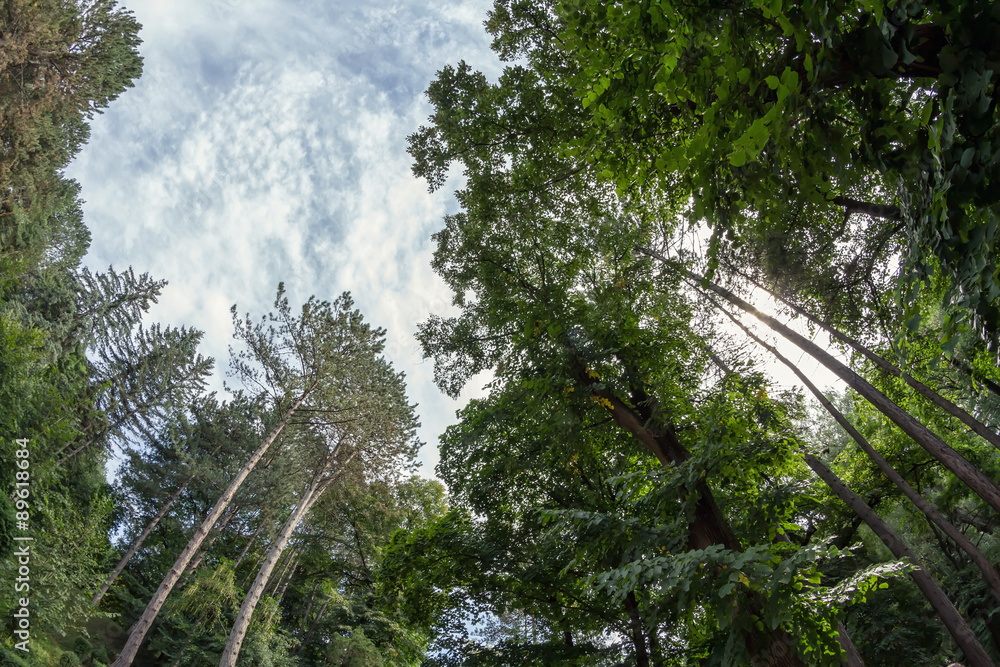 Fototapeta premium Pine forest of tall ship pines