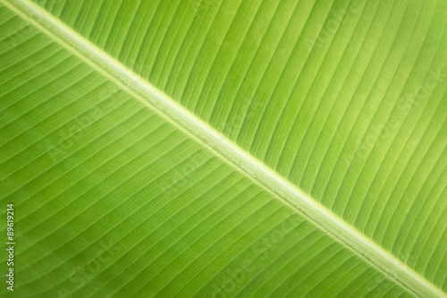 Texture background of backlight fresh green Leaf