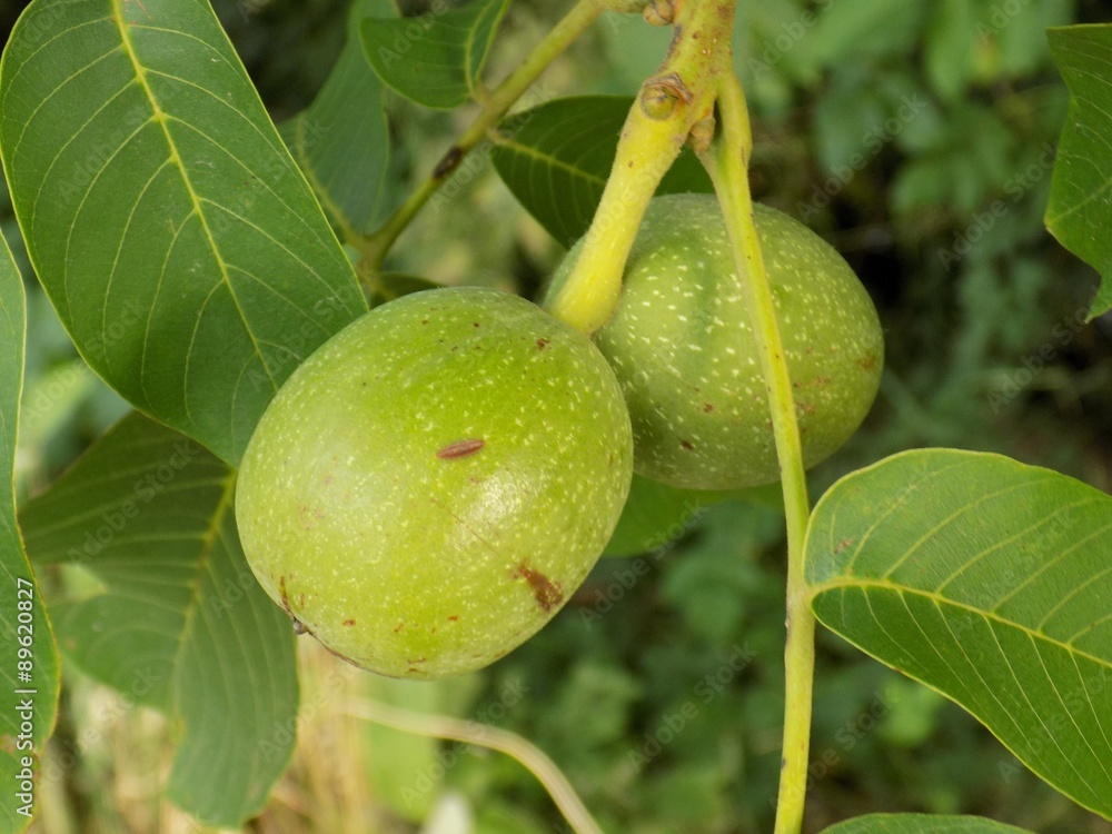 Two immature walnuts on tree