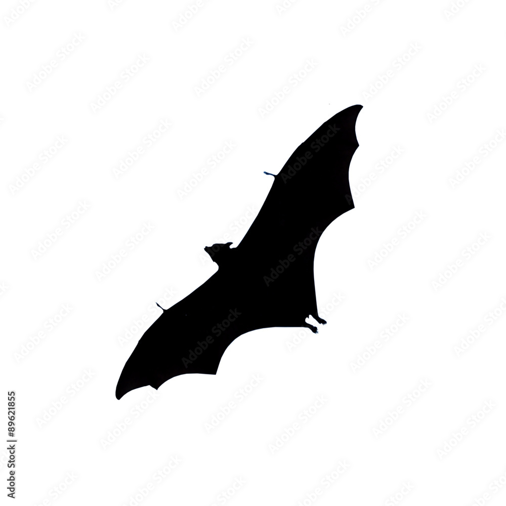 Fototapeta premium flying fox - huge bat isolated on white background
