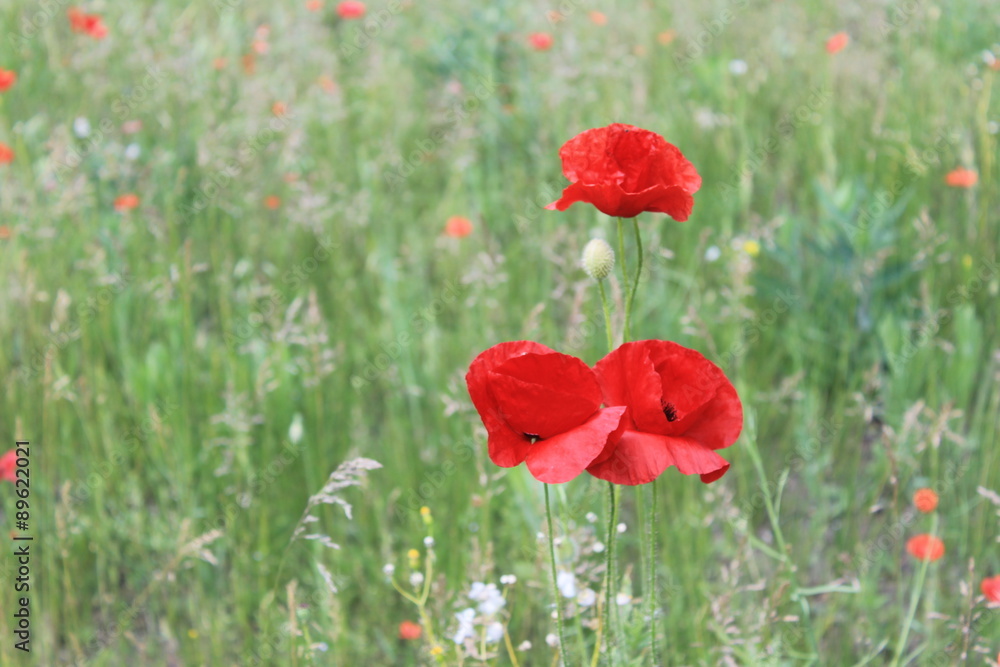 Obraz premium Red poppies