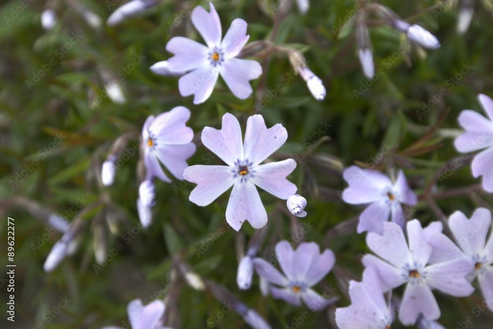 Obraz premium Gartenmomente