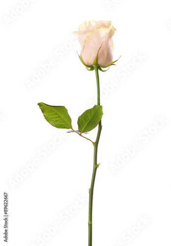 Pale pink  rose isolated on white background.