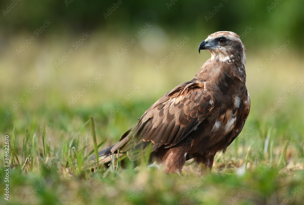 Marsh harrier Marsh harrier