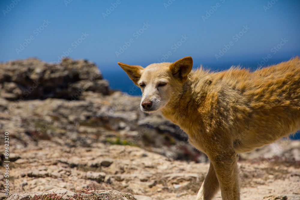 Fototapeta premium Hund am Meer