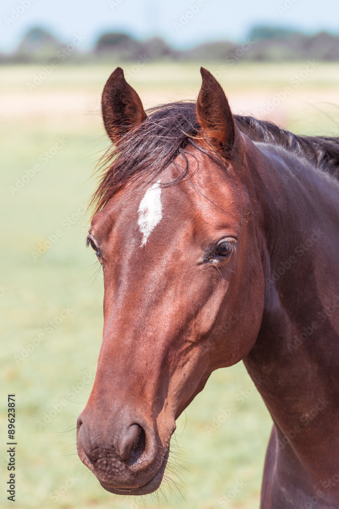 Fototapeta premium horse portrait